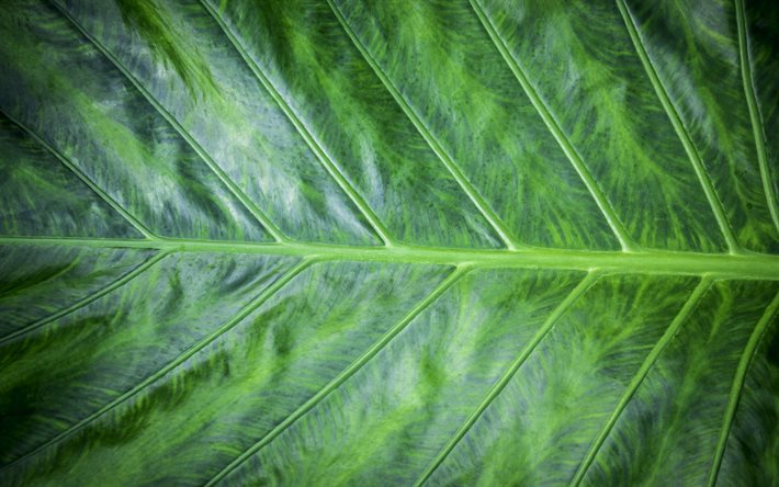 yeşil yaprak dokusu, doğal doku, yeşil yaprak makrosu, ekoloji, yeşil doku, yeşil yaprak, çevre, yeşil yaprak arka planı