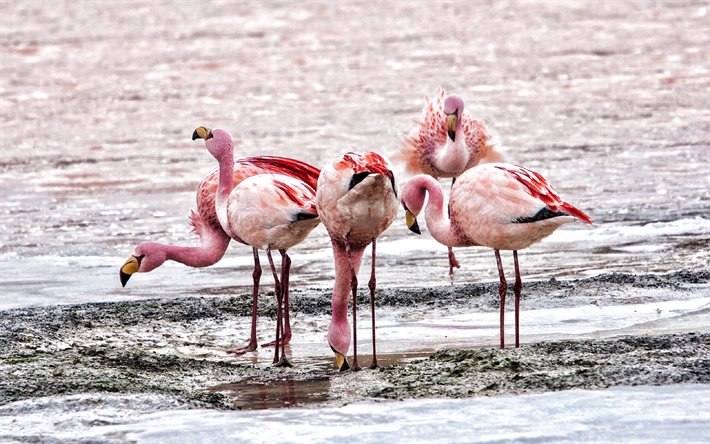 flamingot, vaaleanpunaiset linnut, järvi, ilta, auringonlasku, vaaleanpunaiset flamingot, flamingoparvi, kauniita lintuja, flamingokuvia
