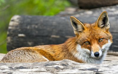 4k, 狐, 野生動物, 森の動物, 赤狐, 捕食者, キツネ, 危険な動物, キツネの写真