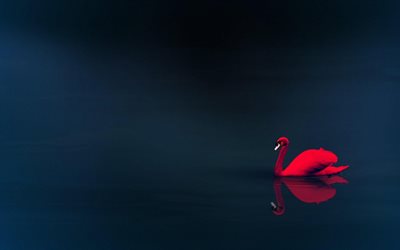 red swan, 4k, gray background