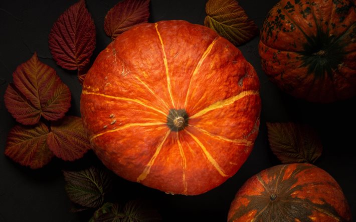 pumpkin, autumn, harvest, background with pumpkins, halloween, pumpkin harvest, vegetables