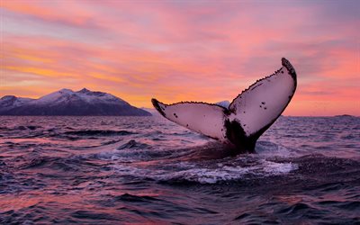 queue de baleine, la faune, le coucher du soleil, l océan, les cétacés, les mammifères marins, les baleines, la norvège