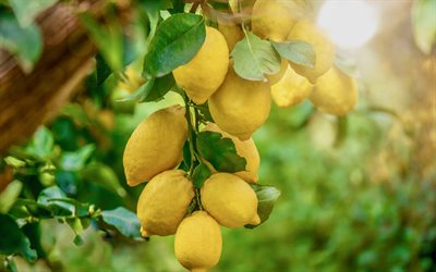 citrons sur une branche, agrumes, 4k, comment poussent les citrons, citronnier, citrons, branche avec des citrons