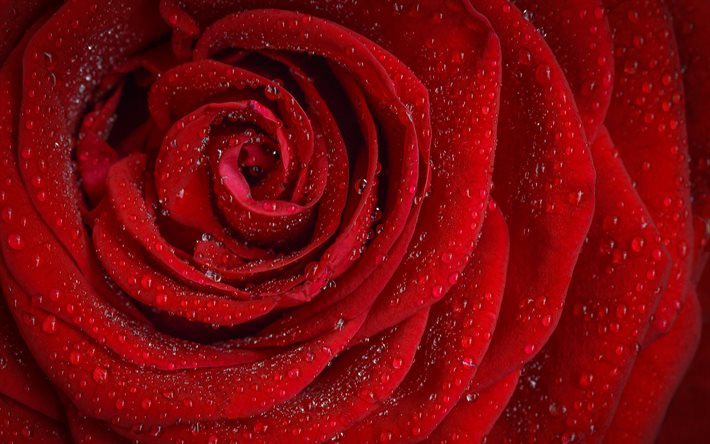 red rose, bud, close-up, petals, dew, roses