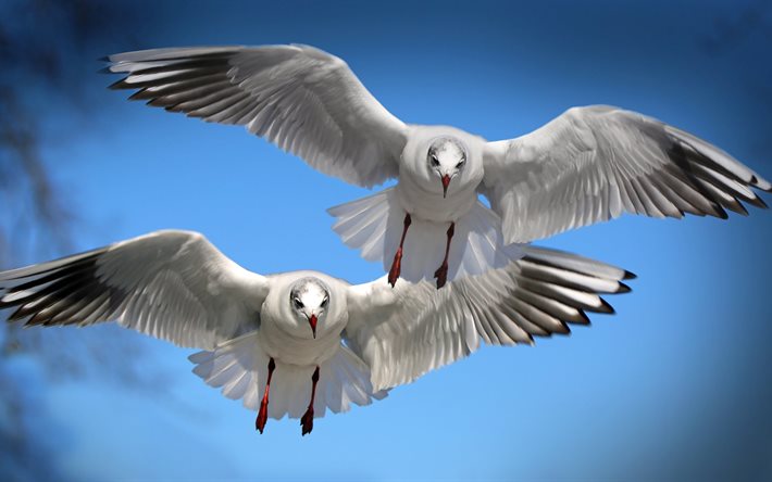 pair, flight, seagull, wings, bird, white, nature