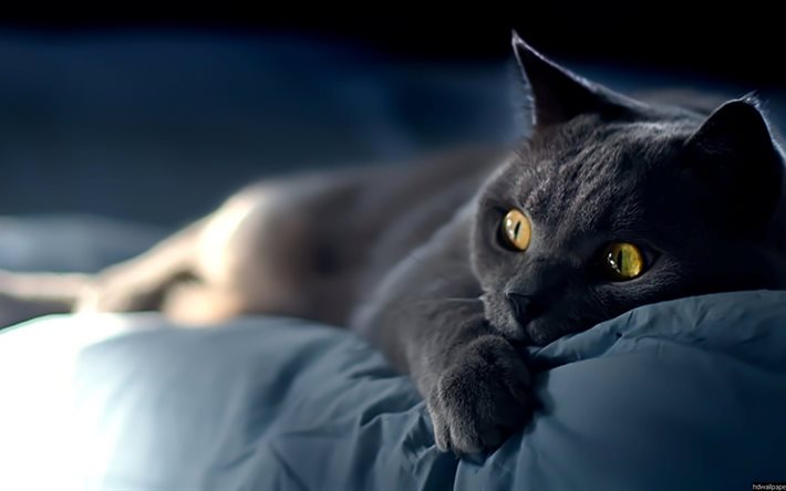 gato, cama, negro, vista
