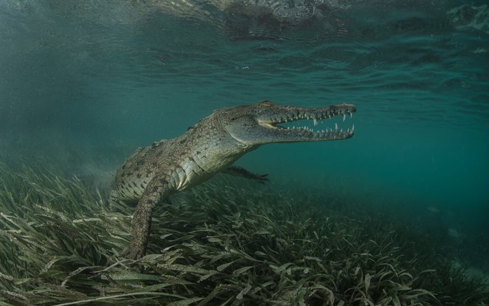 cocodrilo, bajo el agua, el agua, el cocodrilo, algas