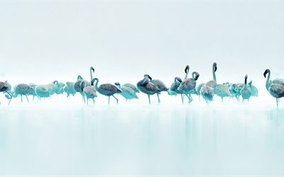 linnut, siniset flamingot, lintu, fantasia