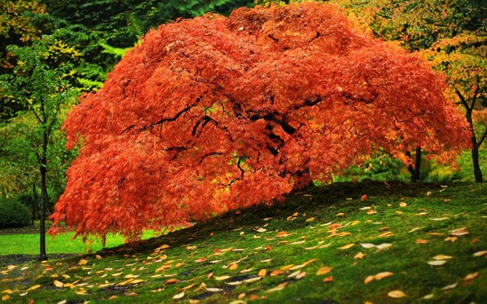otoño, hojas, hierba, árbol