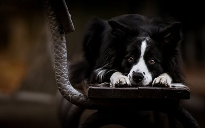 tristezza, una panchina, un cane, un animale