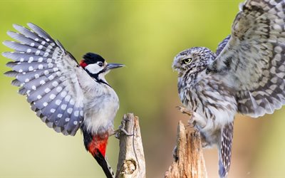 पशु, पक्षी, प्रकृति, उल्लू, बैठक, नेशनल ज्योग्राफिक