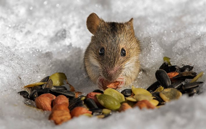 roedores, nieve, semillas, ratón de campo, los frutos secos, invierno