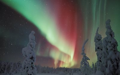 snow, northern lights, trees, forest, finland