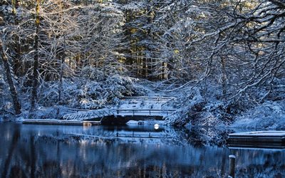 the bridge, trees, reflection, the lake, forest, nature, winter, the sun, forest lakes