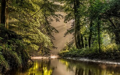 water, sun rays, forest, river, mist, nature, the netherlands, trees, reflection, netherlands, the sun's rays