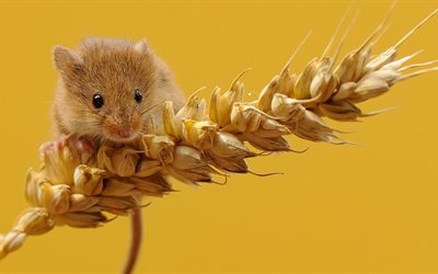 vole, mouse, macro, grain, wheat