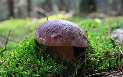moss, mushroom, borovik, nature