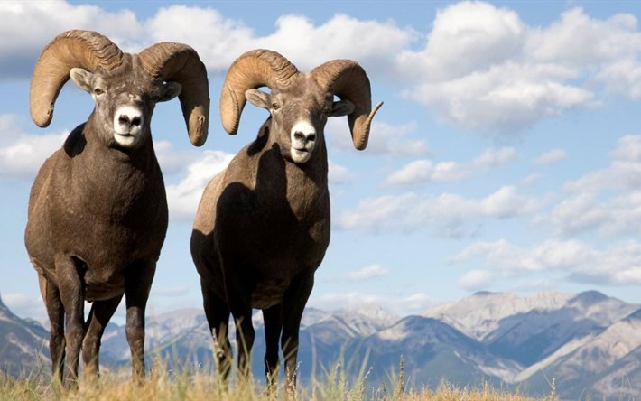 pecore bighorn, collina, natura, corna