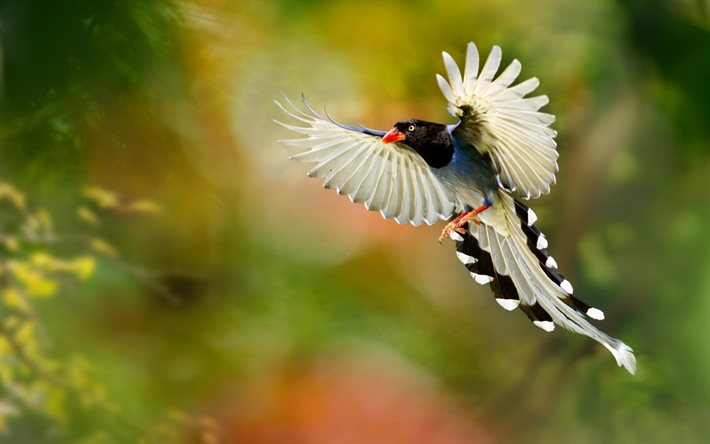 bird, the plumage, flight, wings