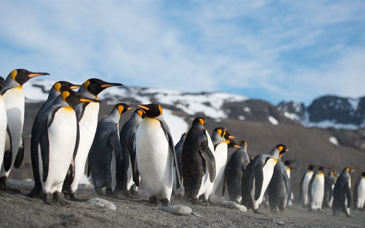 ultra hd, königspinguine, könig pinguin in der antarktis