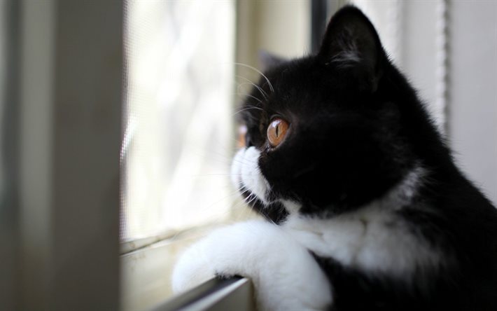 zampe, bella, gatto, finestra