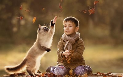 leaves, cat, siamese, scarf, boy, game