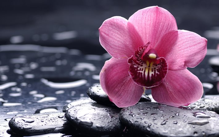 flower, drops, pink, orchid, flowers