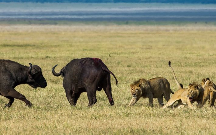 buffalo, l'orgoglio, la leonessa, predatore
