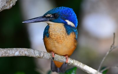 bird, kingfisher, close up, branch, blue