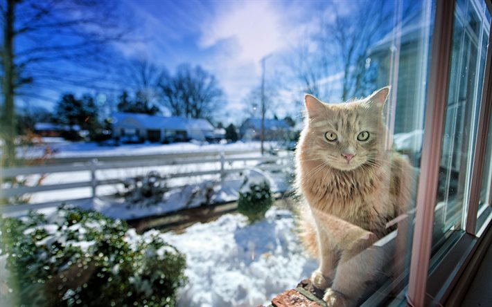 glass, cat, window, street, snow, the sun