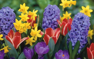 come, hyacinthus, crocus, narcissus, tulip