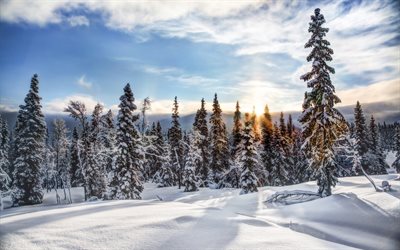Norvegia, inverno, Trysil, foresta, abete-albero, cumuli di neve, tramonto