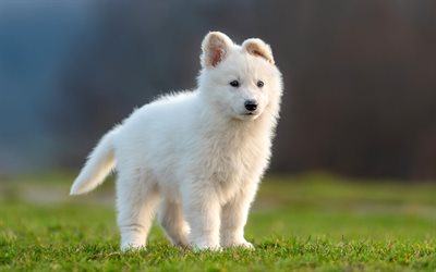 White Swiss Shepherd Dog, small puppy, white small dog, berger blanc suisse, cute animals, pets, dogs