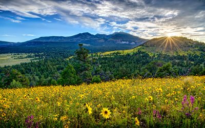 Flagstaff, mountain, field, sunset, forest, sun rays, America, Arizona, USA