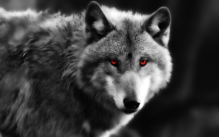 wolf, predators, red eyes, black and white photo