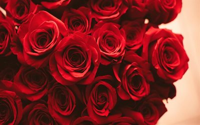 des roses rouges, un gros bouquet de roses, fleurs rouges, roses