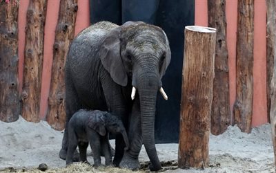 los elefantes, el zoológico, el elefante, el elefante de la familia, el pequeño elefante