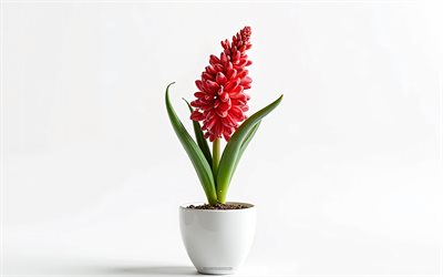 4k, röd hyacint i potten, vit bakgrund, rödhyacint, 3d  blommor, 3d hyacinth, hyacintbukett, röda blommor, hyacint, bakgrund med röd hyacint, 3d red hyacinth