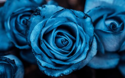 blue roses, 4k, macro, bouquets, blue flowers, roses, close-up, beautiful flowers, backgrounds with roses, blue buds