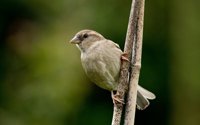 pájaro carpintero de bambú, bokeh, pájaros exóticos, gecinulus viridis, pájaro carpintero en rama, fauna, fotos con pájaros