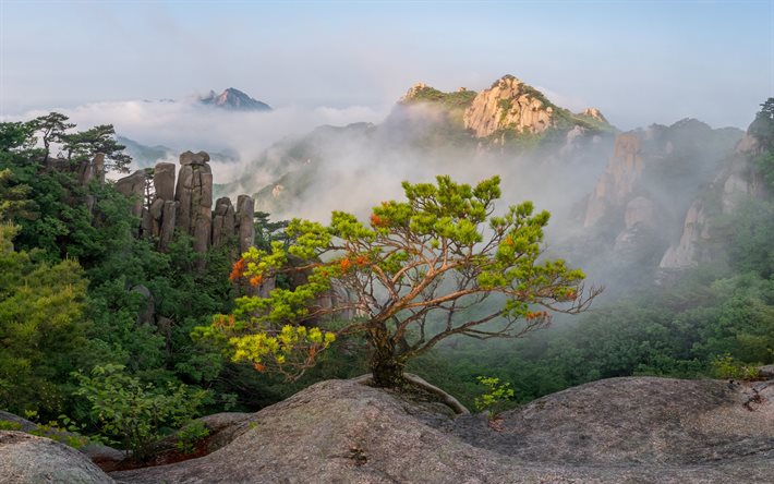 dobongsan, corée du sud, paysages de montagne, matin, lever du soleil, brouillard, montagnes, parc national de bukhansan, gyeonggi-do