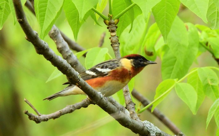 Bamboo warbler, bokeh, exotic birds, Bradypterus alfredi, bird on branch, wildlife, pictures with birds