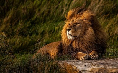 4k, lion, king of beasts, zoo, wild animals, predators, Panthera leo