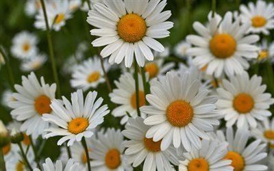 daisies, wild flowers, background with daisies, white wild flowers, evening, beautiful flowers