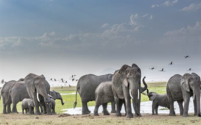قطيع من الفيلة, صباح, شروق الشمس, الفيلة, الحيوانات البرية, بحيرة, سافانا, عائلة الفيل, أفريقيا, فيل صغير