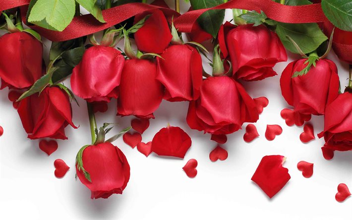 4k, 白い背景の上の赤いバラ, 赤いバラの花びら, バラのつぼみ, 赤いバラ, ロマンスの背景, バラの背景