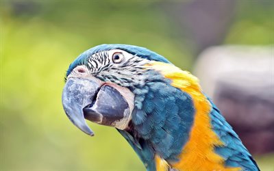 blå-gul ara, närbild, färgglad papegoja, ara ararauna, bokeh, färgglada fåglar, vilda djur, papegojor, ara, blå-guld ara