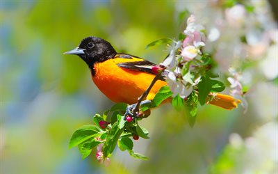 baltimore sarısı, bokeh, egzotik kuşlar, icterus galbula, daldaki kuş, yaban hayatı, kuşlarla resimler