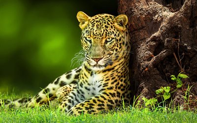 leopardo, bokeh, animales salvajes, depredadores, vida silvestre, panthera pardus, mirada depredadora