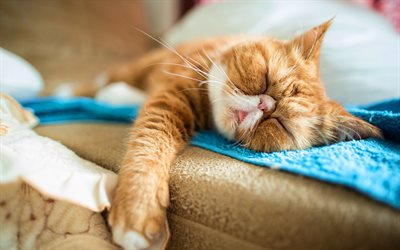 sleeping cat, bokeh, ginger cat, pets, cute animals, cats, lazy cat, British Shorthair Cat, funny cat